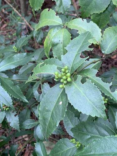 Sarcandra glabra observed 2026-10-18
