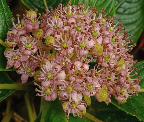 Hydrangea, 2026-10-17