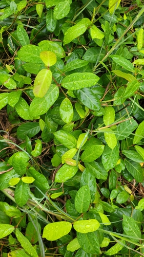 Ichnocarpus frutescens observed 2026-10-18