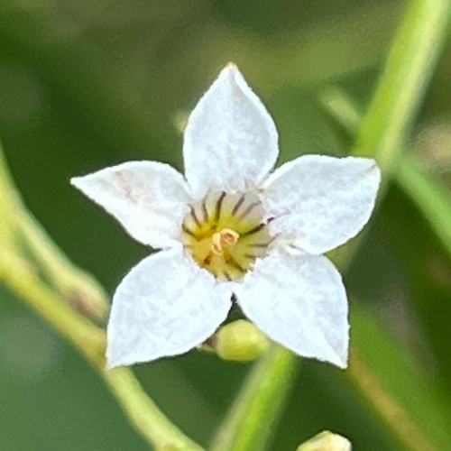 Duboisia myoporoides observed 2026-10-17