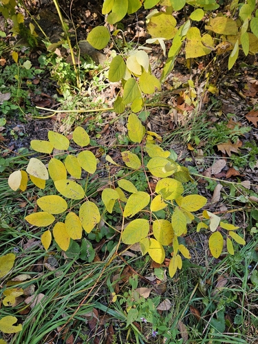 Apocynum androsaemifolium observed 2026-10-15