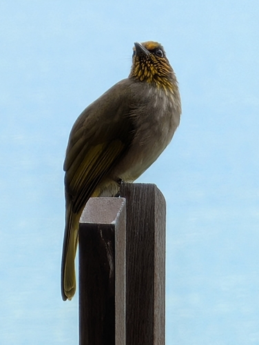 Pycnonotus finlaysoni, 2026-10-18