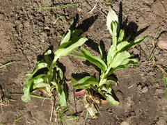 Epilobium adenocaulon