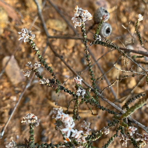 Leucopogon gibbosus, 2026-08-02