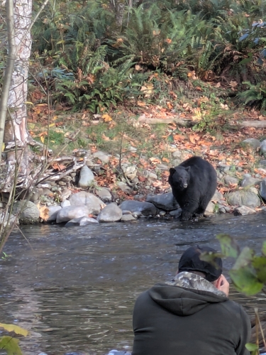 Black Bear sighting near Campbell River