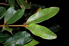 Myrcia splendens