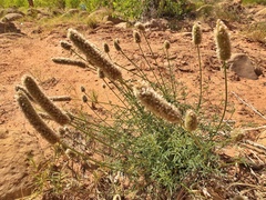 Dalea candida