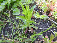 Epilobium adenocaulon