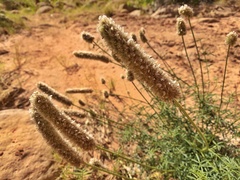 Dalea candida