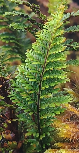 Adenophorus tamariscinus observed 2026-10-17