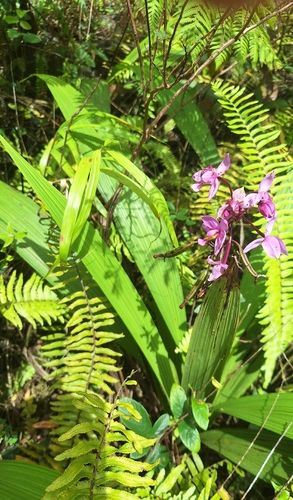 Spathoglottis plicata observed 2026-10-17