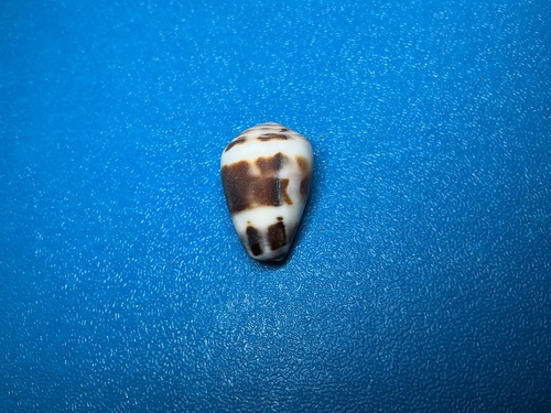 Conus ebraeus observed 2026-10-18