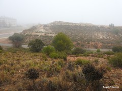 Quercus rotundifolia