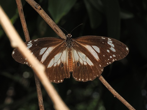 Danaus affinis, 2026-10-16