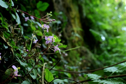 Bredia hirsuta observed 2026-10-17