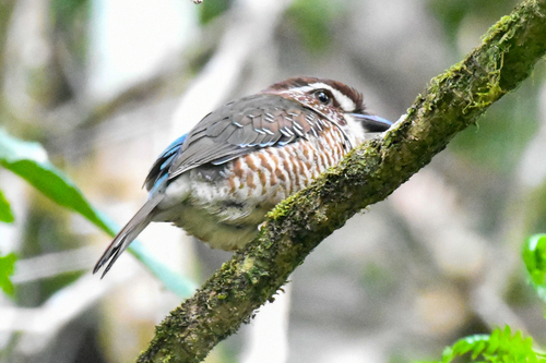 iNaturalist image