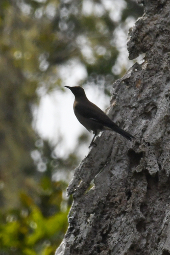iNaturalist image