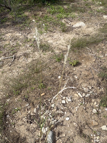 Arizona cottontop
