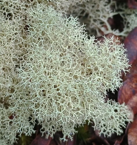 Cladonia observed 2026-10-17