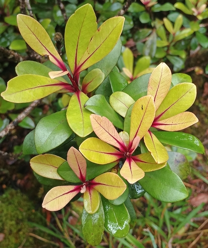 Myrsine lessertiana, 2026-10-17
