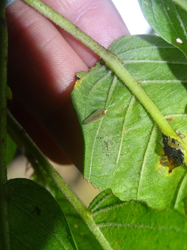 Crisopa Parda