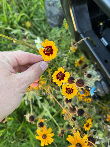 Coreopsis tinctoria observed 2026-10-17