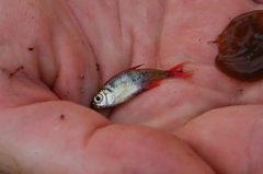 Psalidodon erythropterus