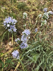 Frasera albicaulis columbiana