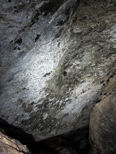 Townsend's Big-eared Bat