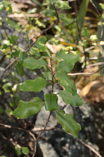 Olearia paniculata observed 2026-10-17