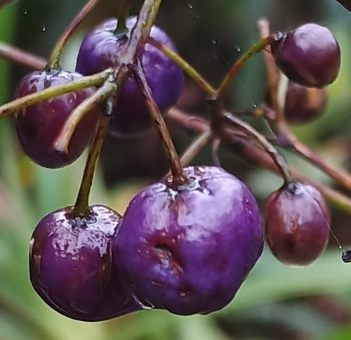 Dianella sandwicensis observed 2026-10-17