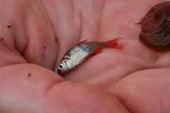 Psalidodon erythropterus