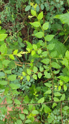 Ziziphus oenopolia observed 2026-10-18