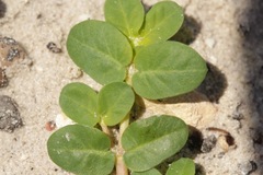 Euphorbia cordifolia