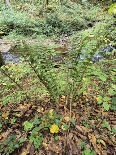 Polystichum braunii, 2026-10-17
