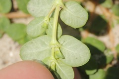 Euphorbia cordifolia