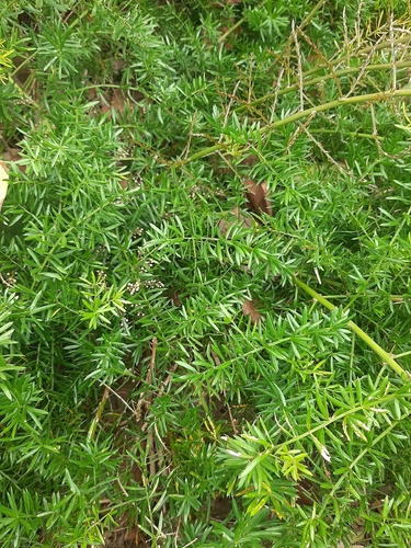 Asparagus densiflorus observed 2026-10-15