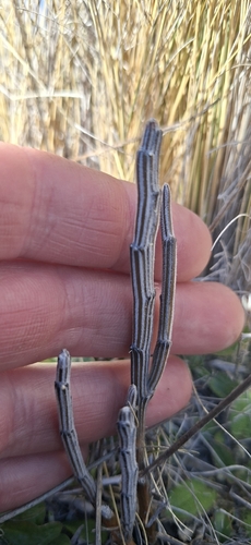 Carmichaelia crassicaulis observed 2026-10-18