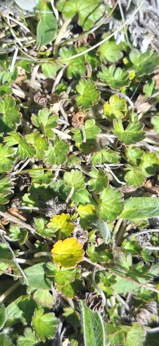 Geranium sessiliflorum observed 2026-10-18