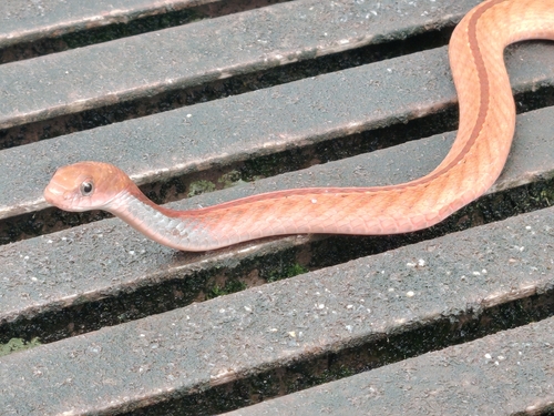 Rhabdophis rhodomelas, 2026-10-18