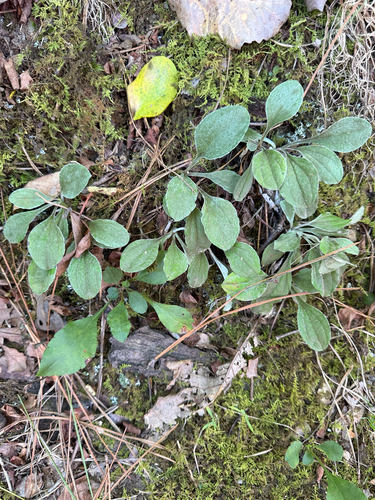 Antennaria plantaginifolia, 2026-10-17