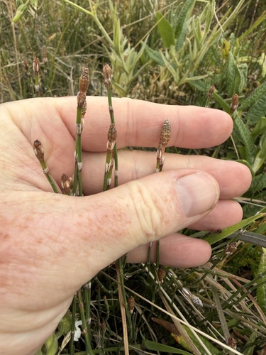 Equisetum bogotense observed 2026-10-17