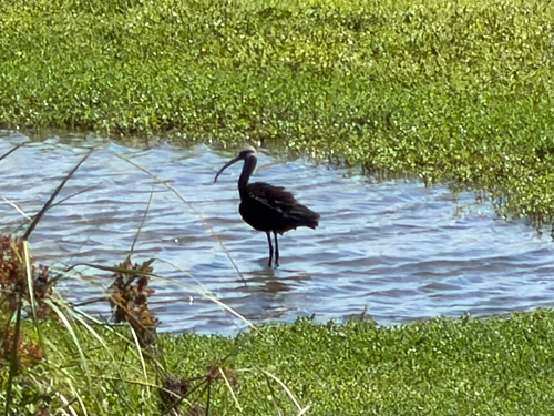 Plegadis chihi observed 2026-10-17