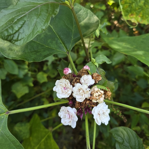 Clerodendrum chinense observed 2026-10-18