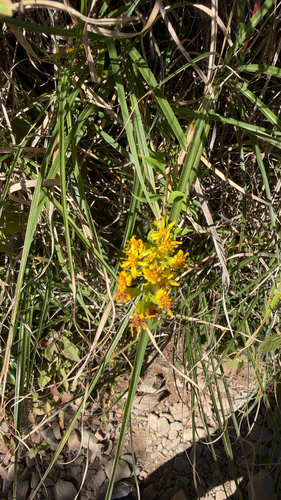 Solidago decurrens observed 2026-10-18