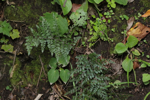 Asplenium richardii observed 2026-10-17