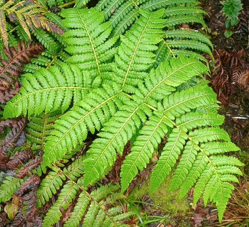 Cibotium glaucum observed 2026-10-17
