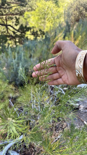 Western Tansymustard