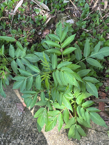 Sambucus javanica observed 2026-10-18