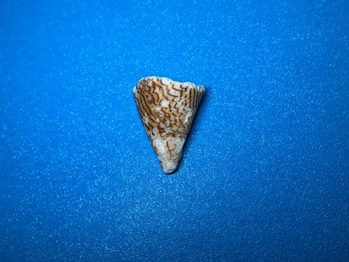 Conus textile observed 2026-10-18